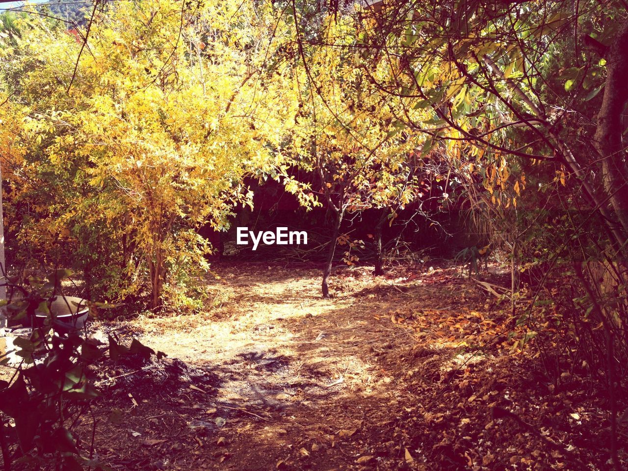 Trees in autumn at garden