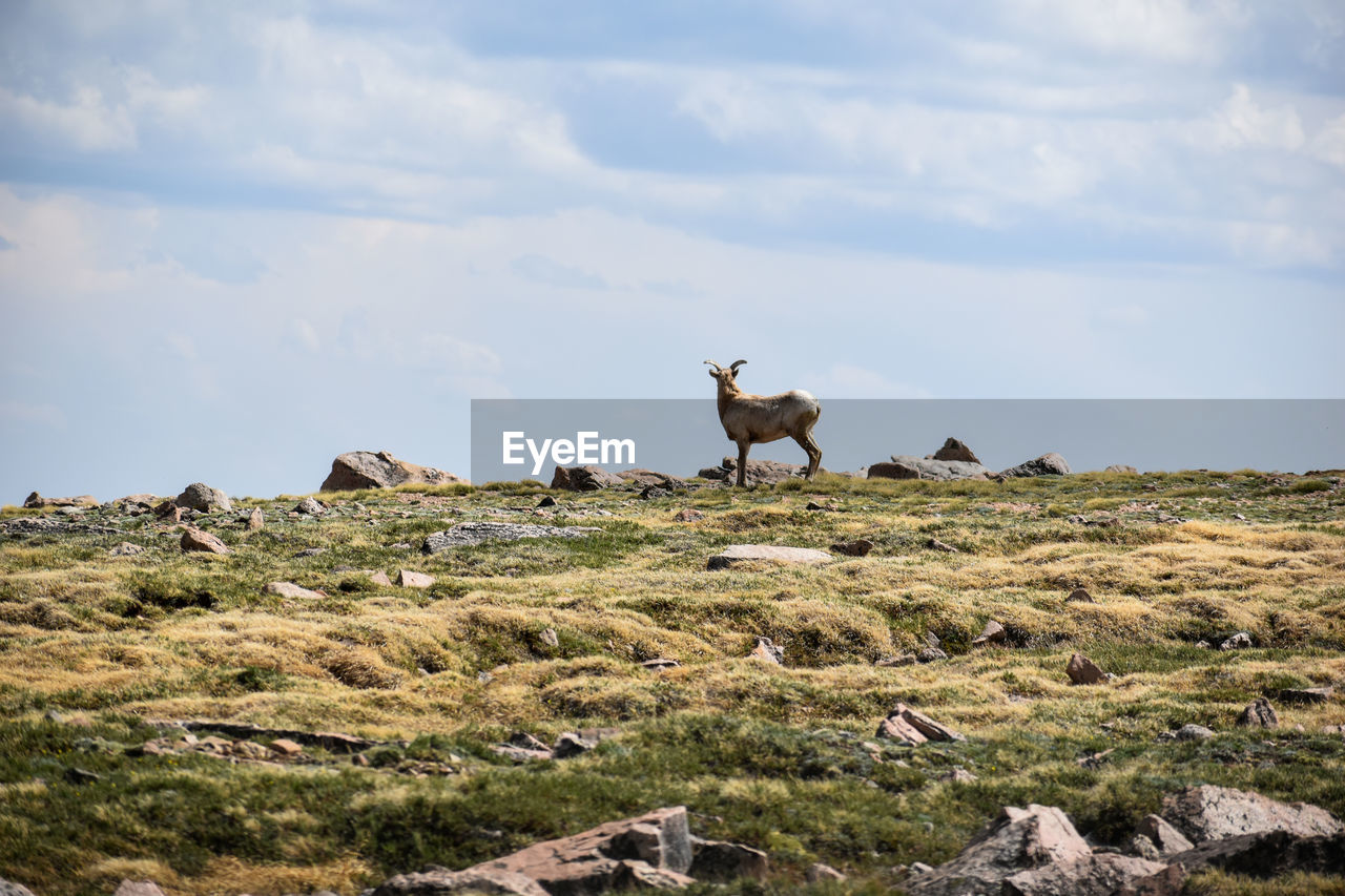 View of mountain goat against sky in alpine landscape in colorado.