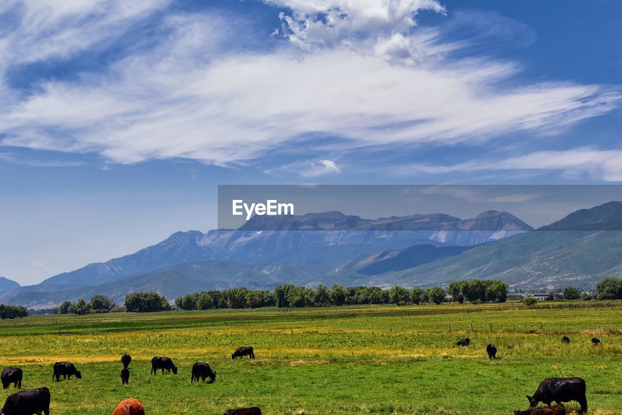 Cow pasture with heard of cows, by heber utah by timpanogos. usa