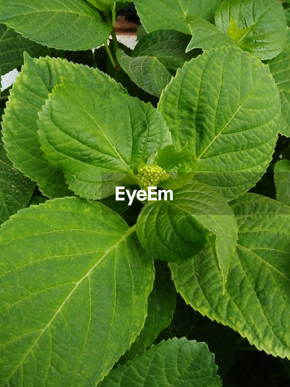 FULL FRAME SHOT OF FRESH GREEN PLANT LEAVES