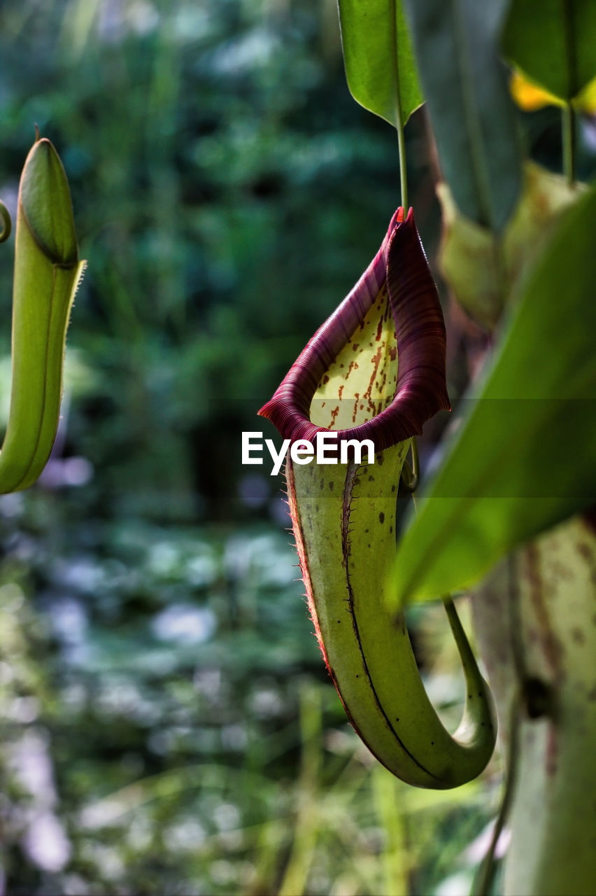 CLOSE-UP OF BANANA LEAF ON PLANT