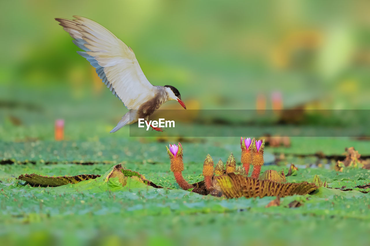 CLOSE-UP OF A BIRD FLYING OVER A FLOWER