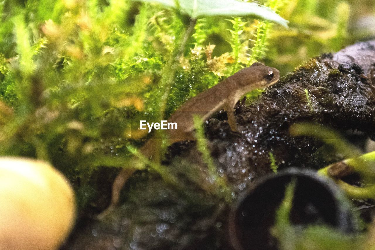 Close-up of salamander in tarrarium