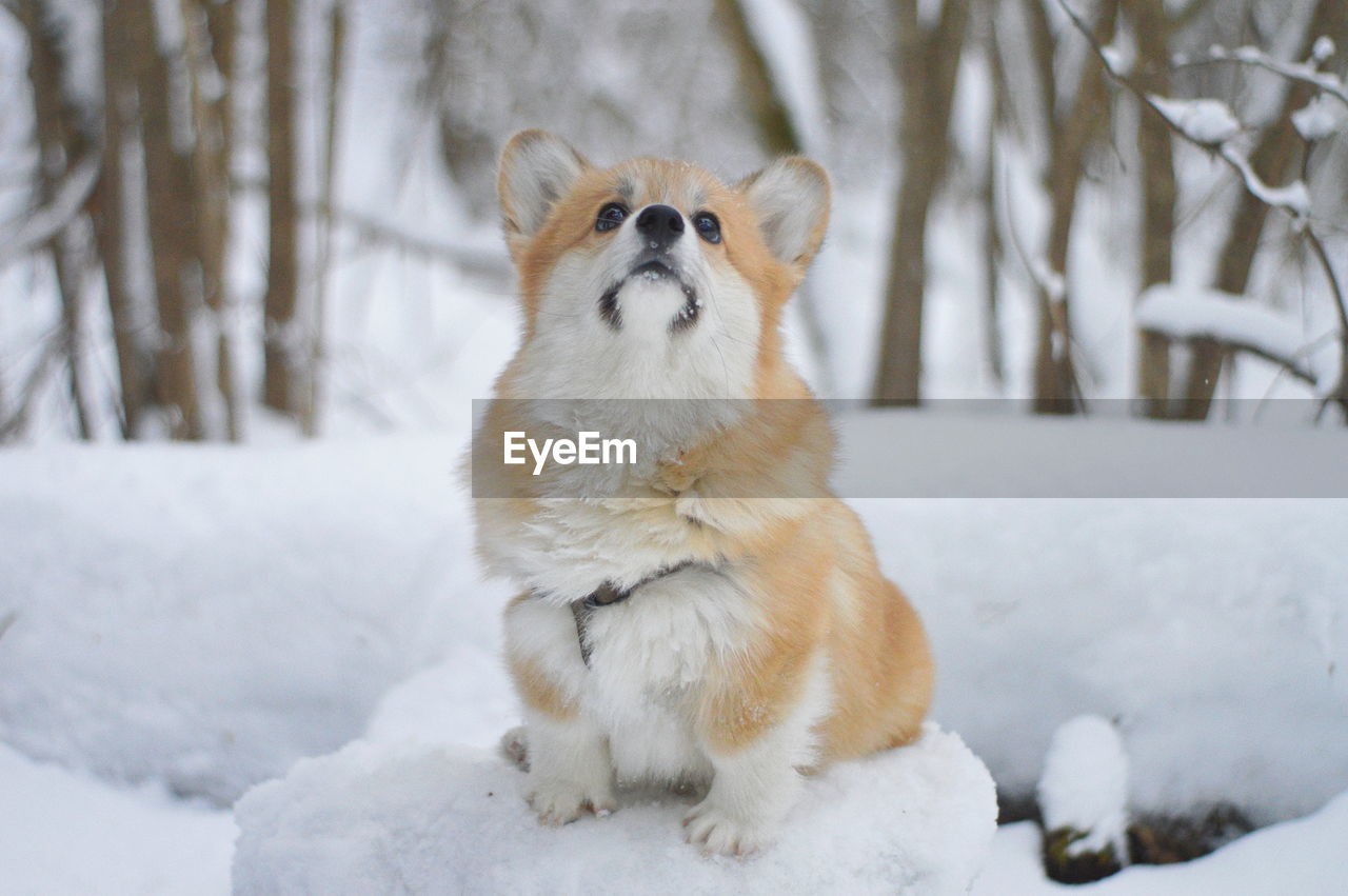 Corgi on snow covered land