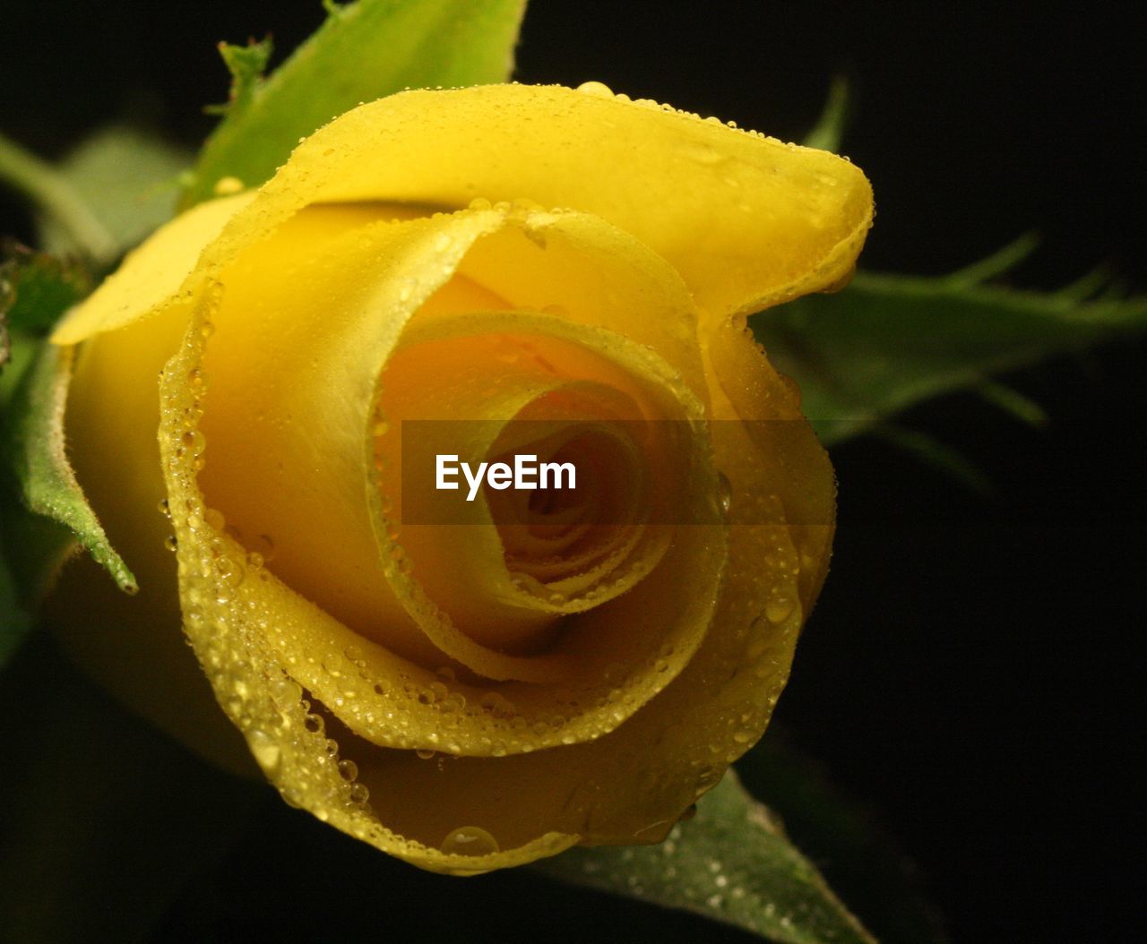 CLOSE-UP OF YELLOW ROSE BLOOMING IN BLACK BACKGROUND