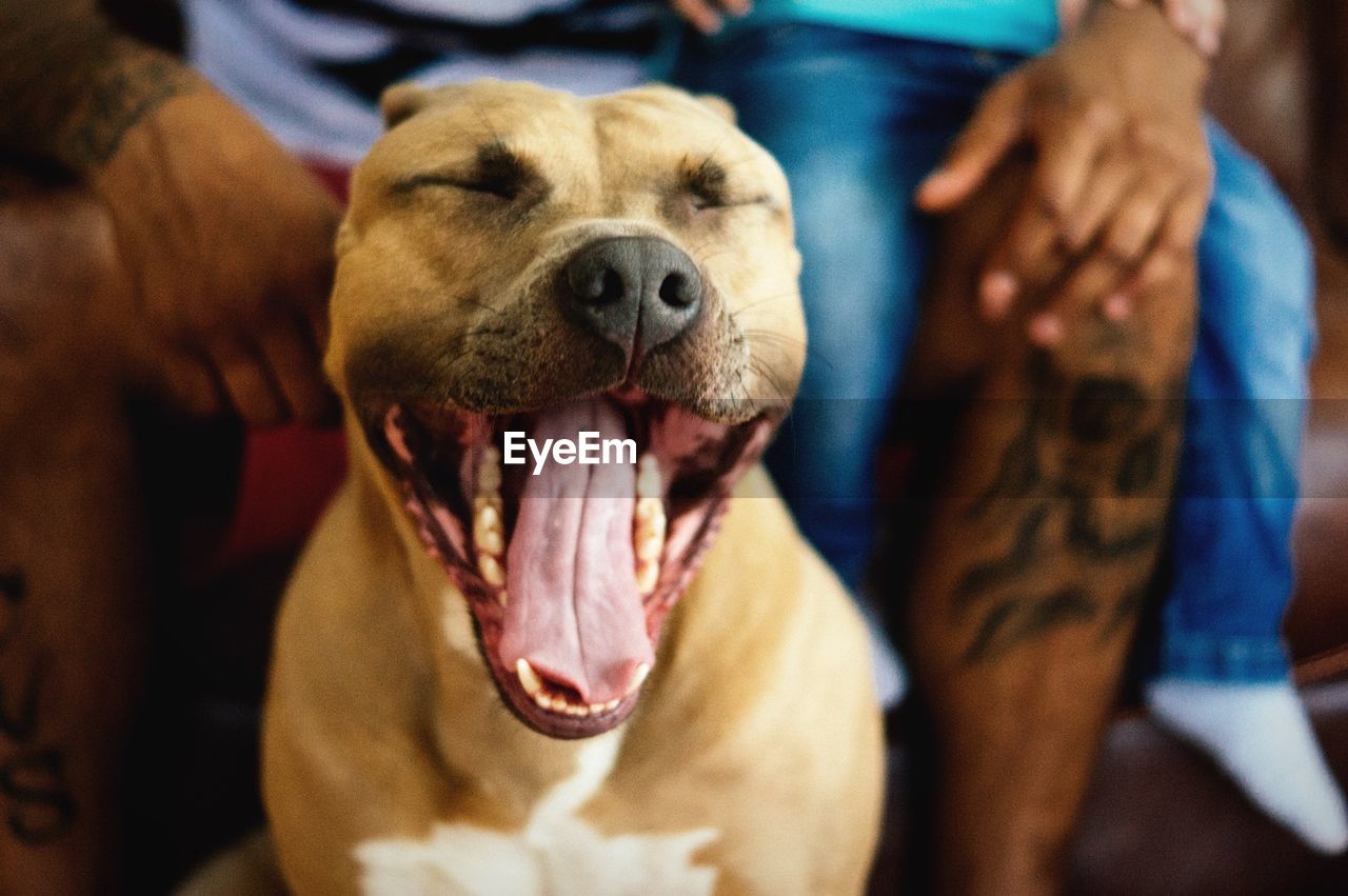 Close-up of dog yawning at home