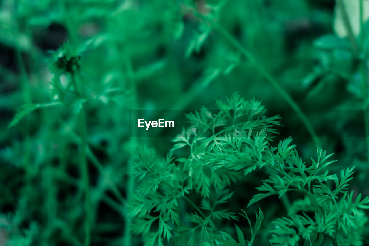 High angle view of plants growing on field