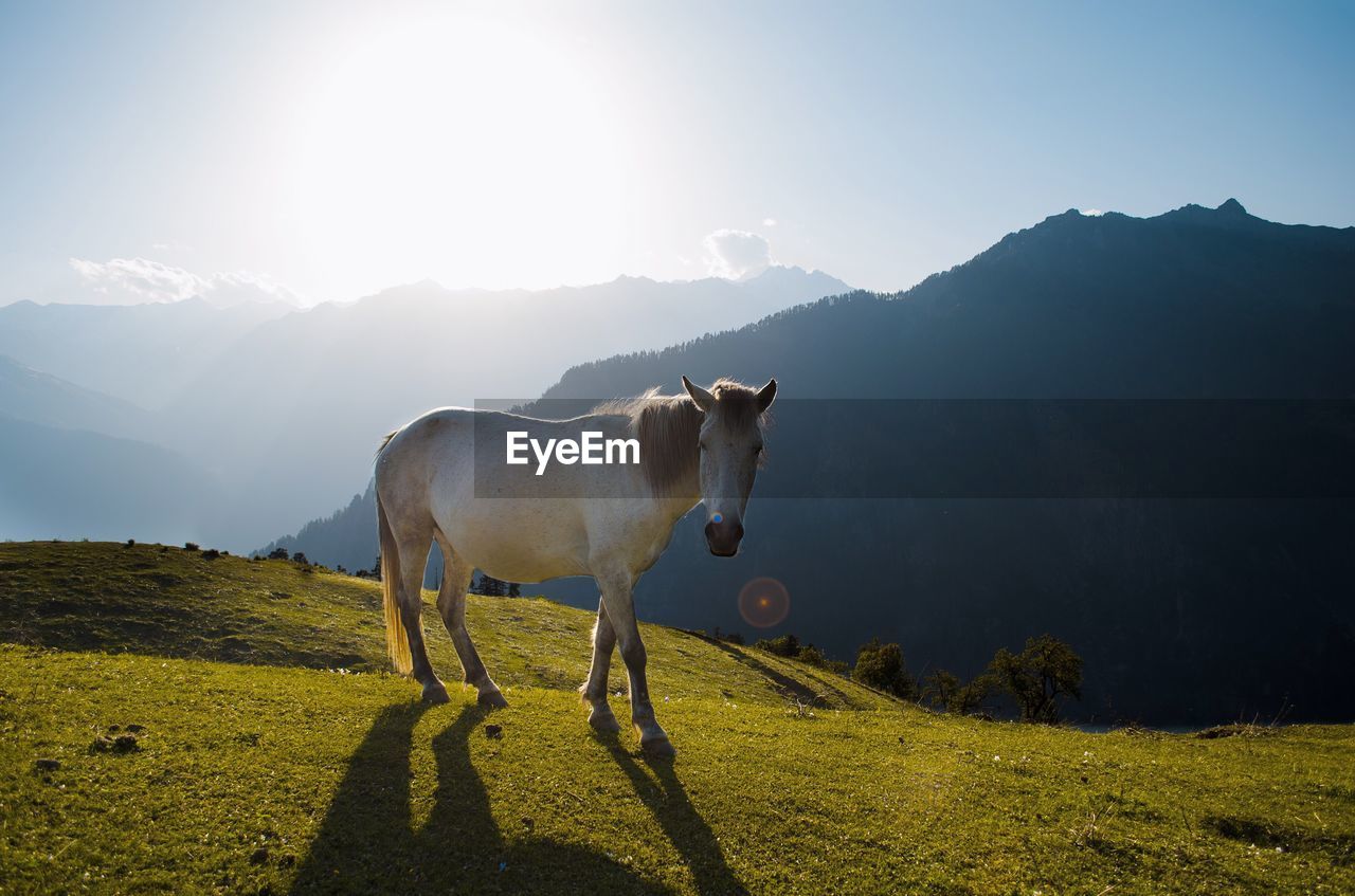 Horse standing on grassy field against mountains