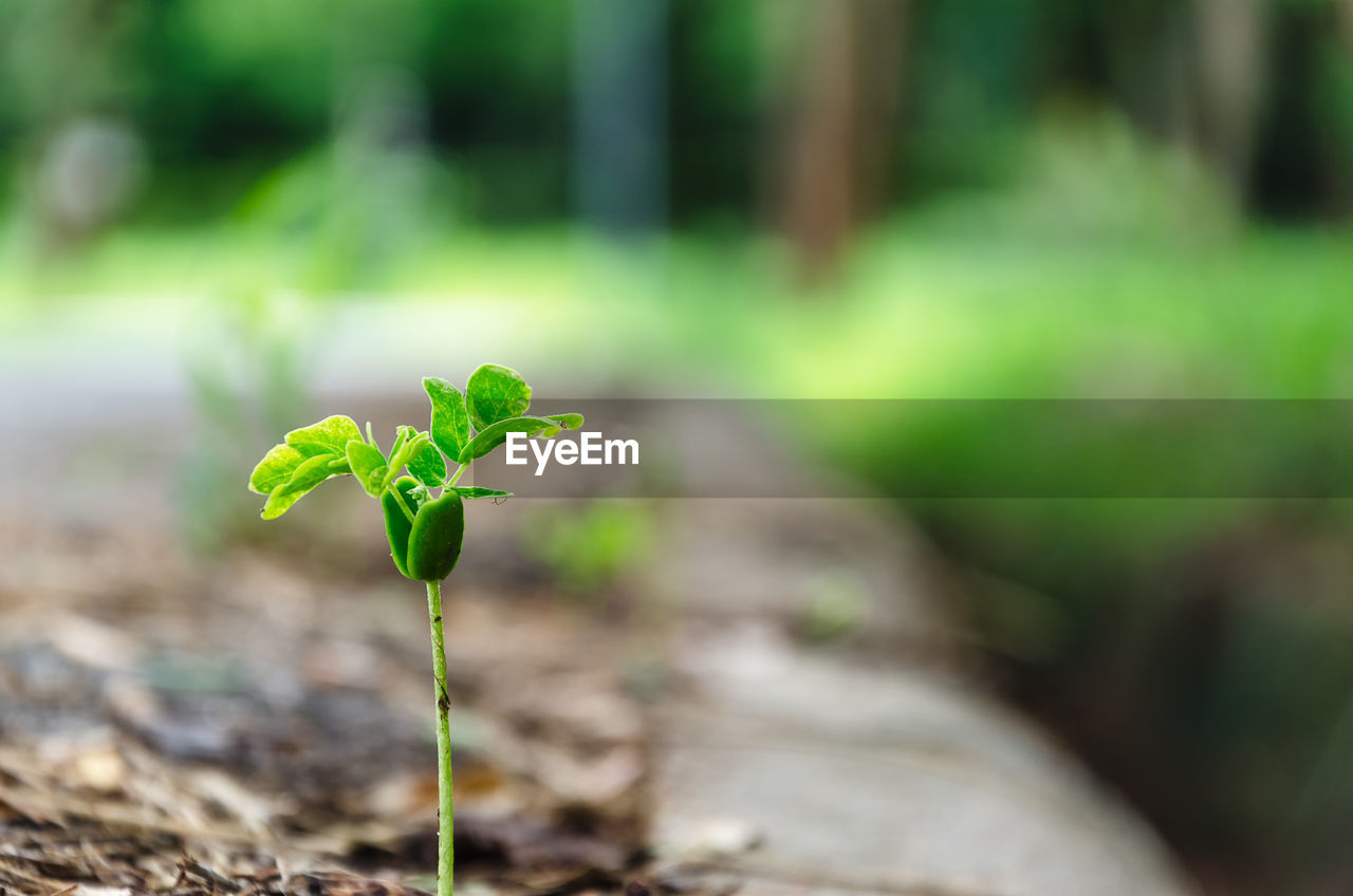 Close-up of plant growing on field