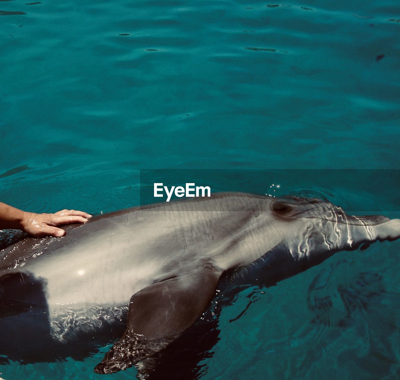 Woman hand touching dolphin in the sea 