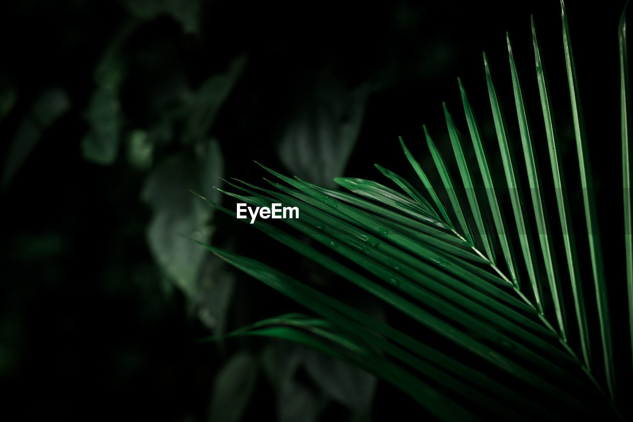 Green tropical palm leaves, dark green background