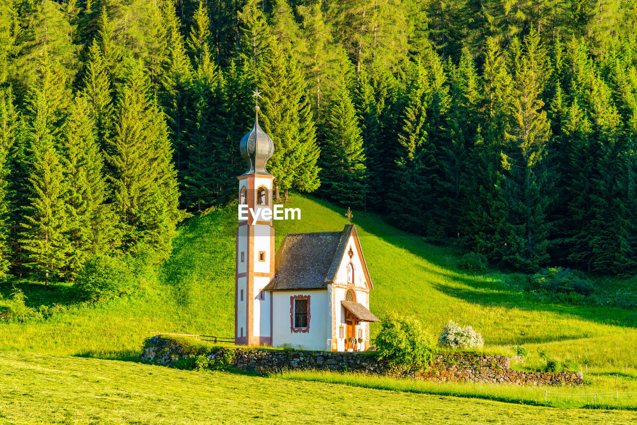 Church amidst trees and plants in forest