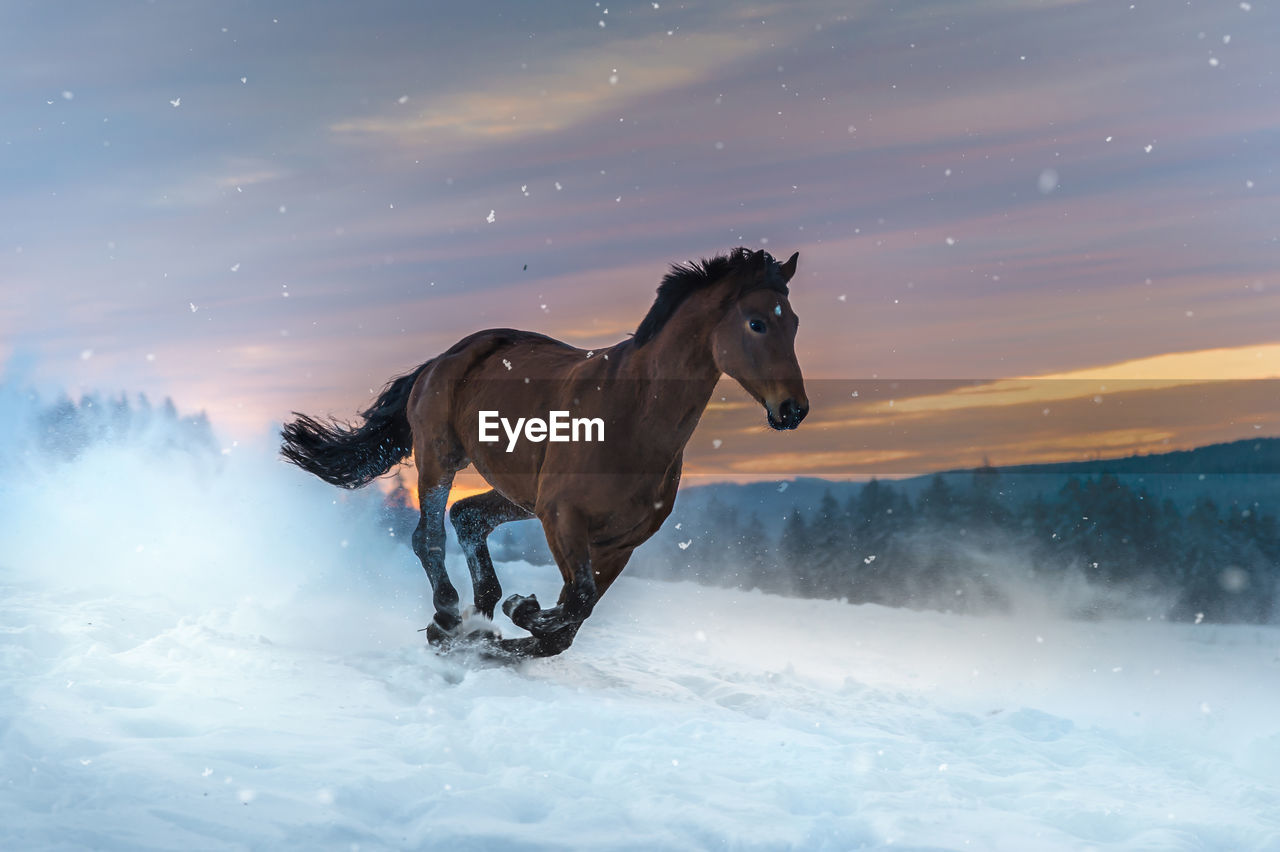 Horse of the breed westphalian gallops through deep snow. the snow splashes up. sunset