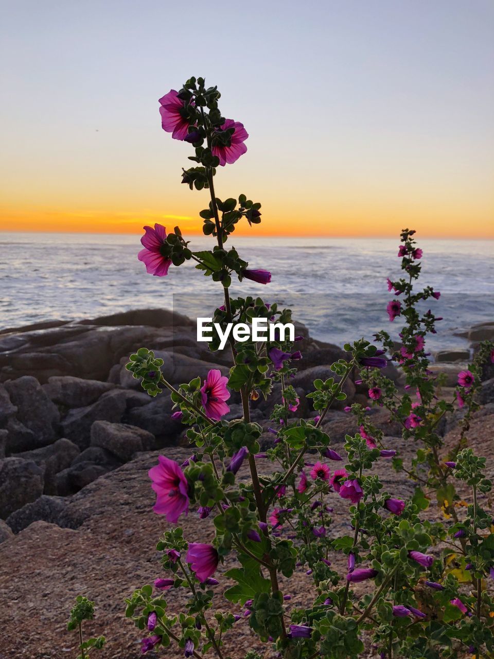 SCENIC VIEW OF SEA AND PINK FLOWERING PLANTS AGAINST SKY