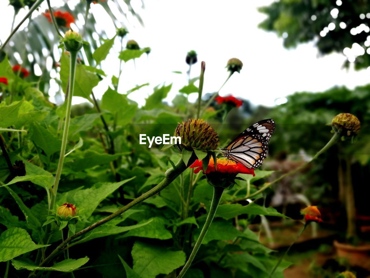 Butterfly feasting on a flower at choa chu kang park