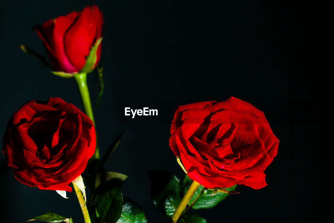 RED ROSE AGAINST BLACK BACKGROUND