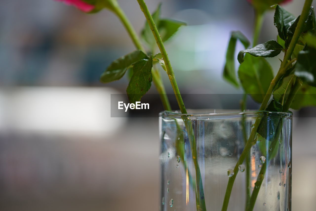 CLOSE-UP OF PLANT IN GLASS