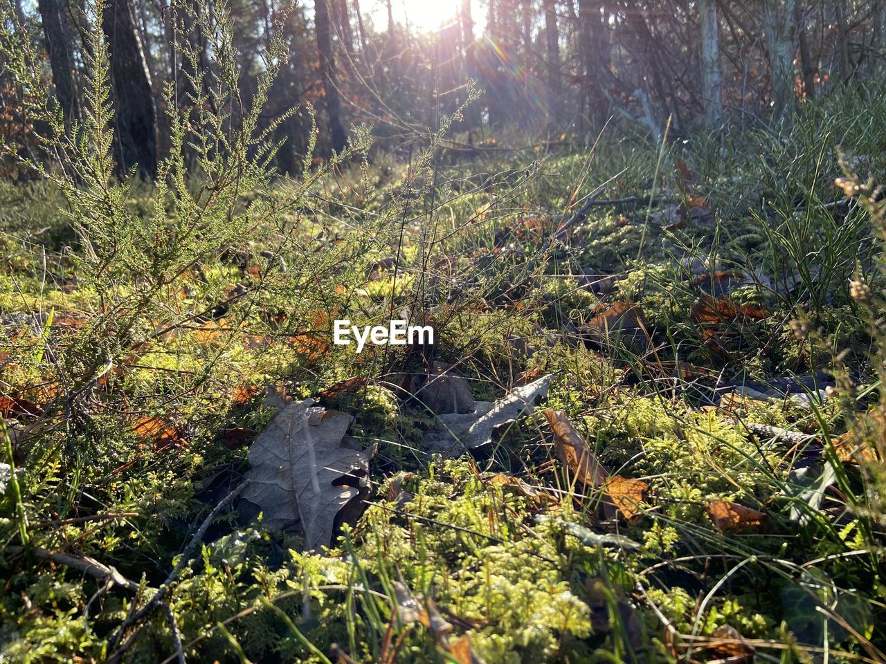 PLANTS GROWING ON FIELD