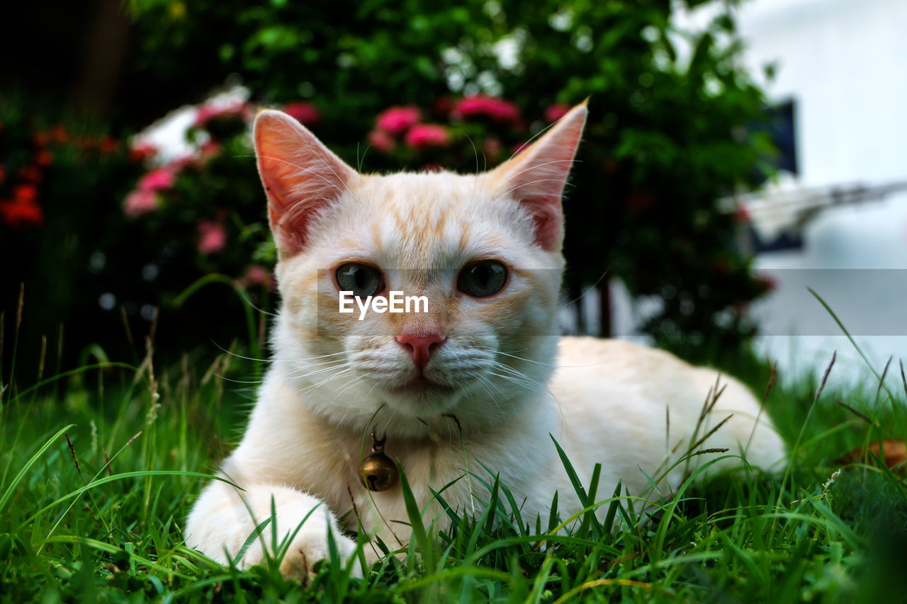 Close-up portrait of a cat