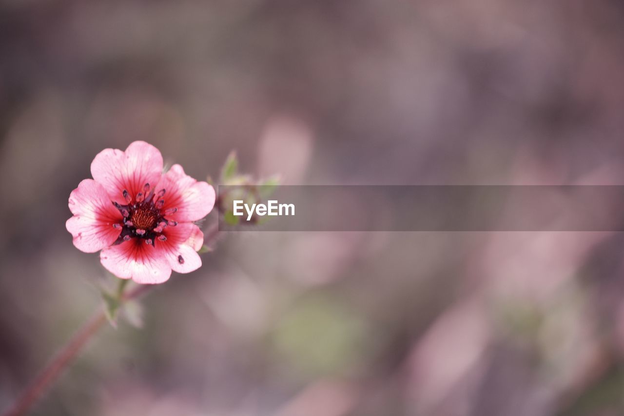 Close-up of pink flowering plant