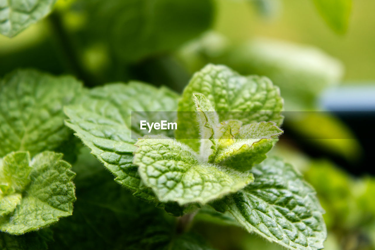 Macro photos of a leaf of mint 