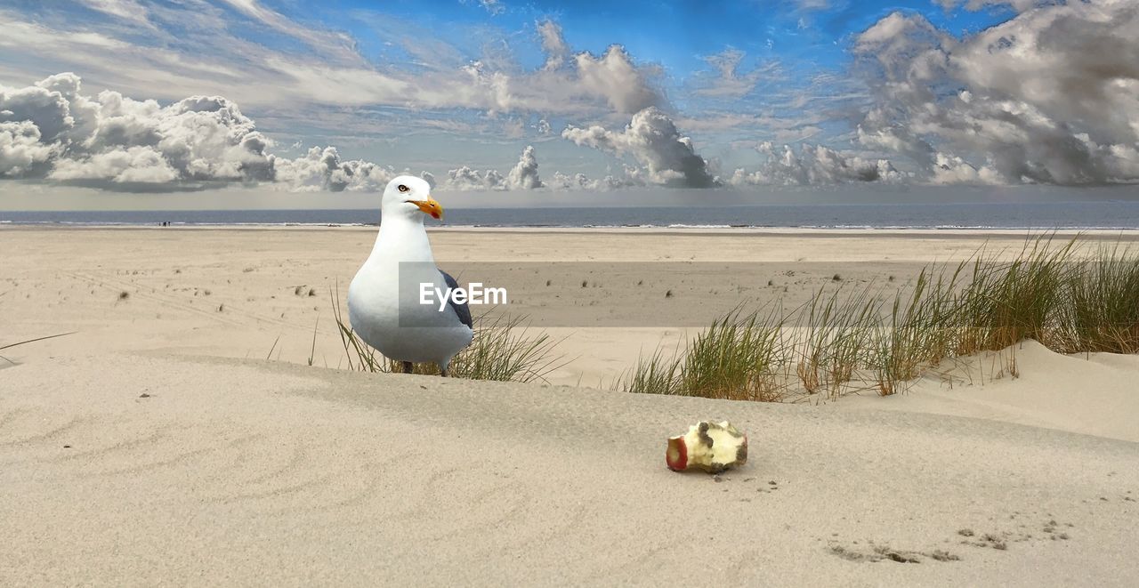 Seagull perching on sand at beach against sky