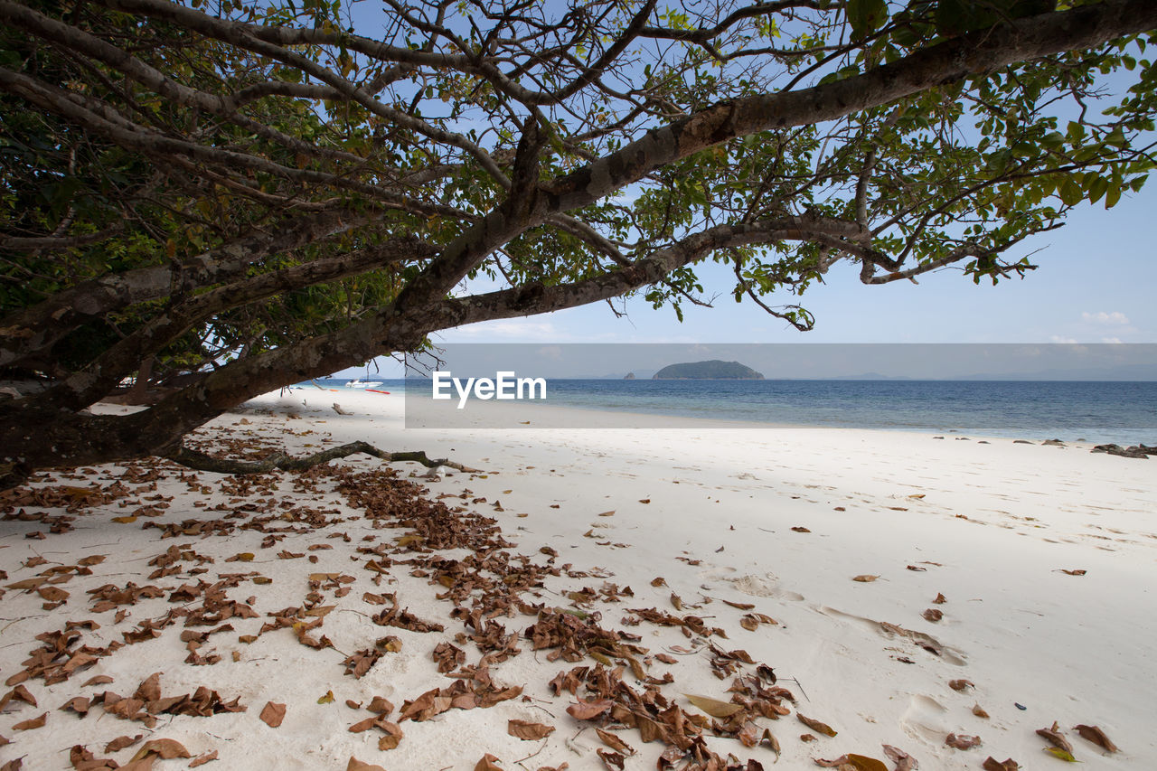 water, land, sea, beach, tree, plant, nature, beauty in nature, sky, scenics - nature, body of water, sand, tranquility, environment, shore, tranquil scene, landscape, travel destinations, horizon over water, travel, no people, tourism, coastline, outdoors, day, coast, holiday, idyllic, vacation, trip, horizon, water's edge, non-urban scene, seascape, sunlight, cloud, clear sky, branch, island, summer