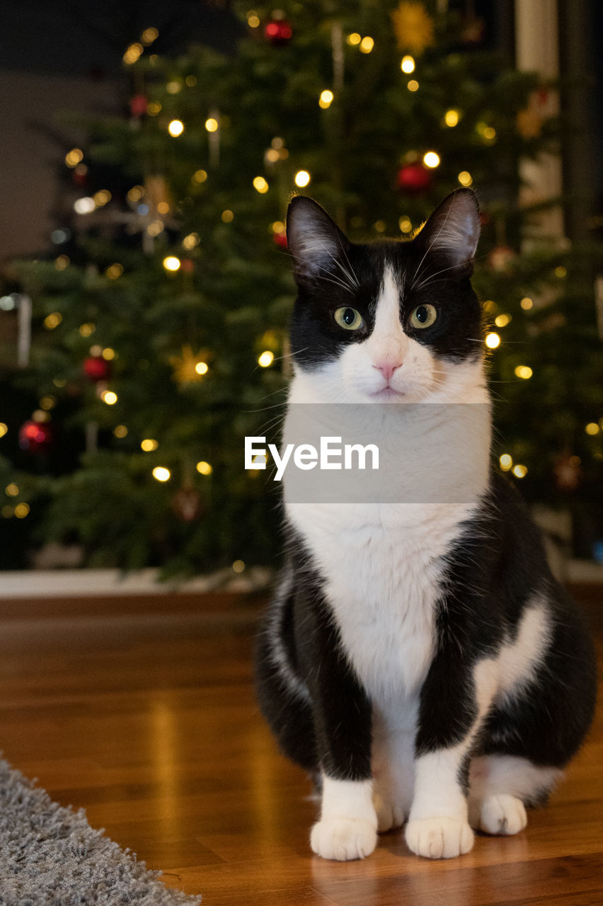 Cat sitting on illuminated christmas tree