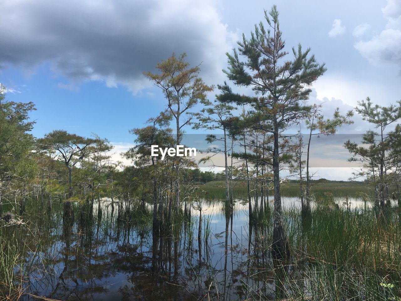 Trees reflecting on calm lake