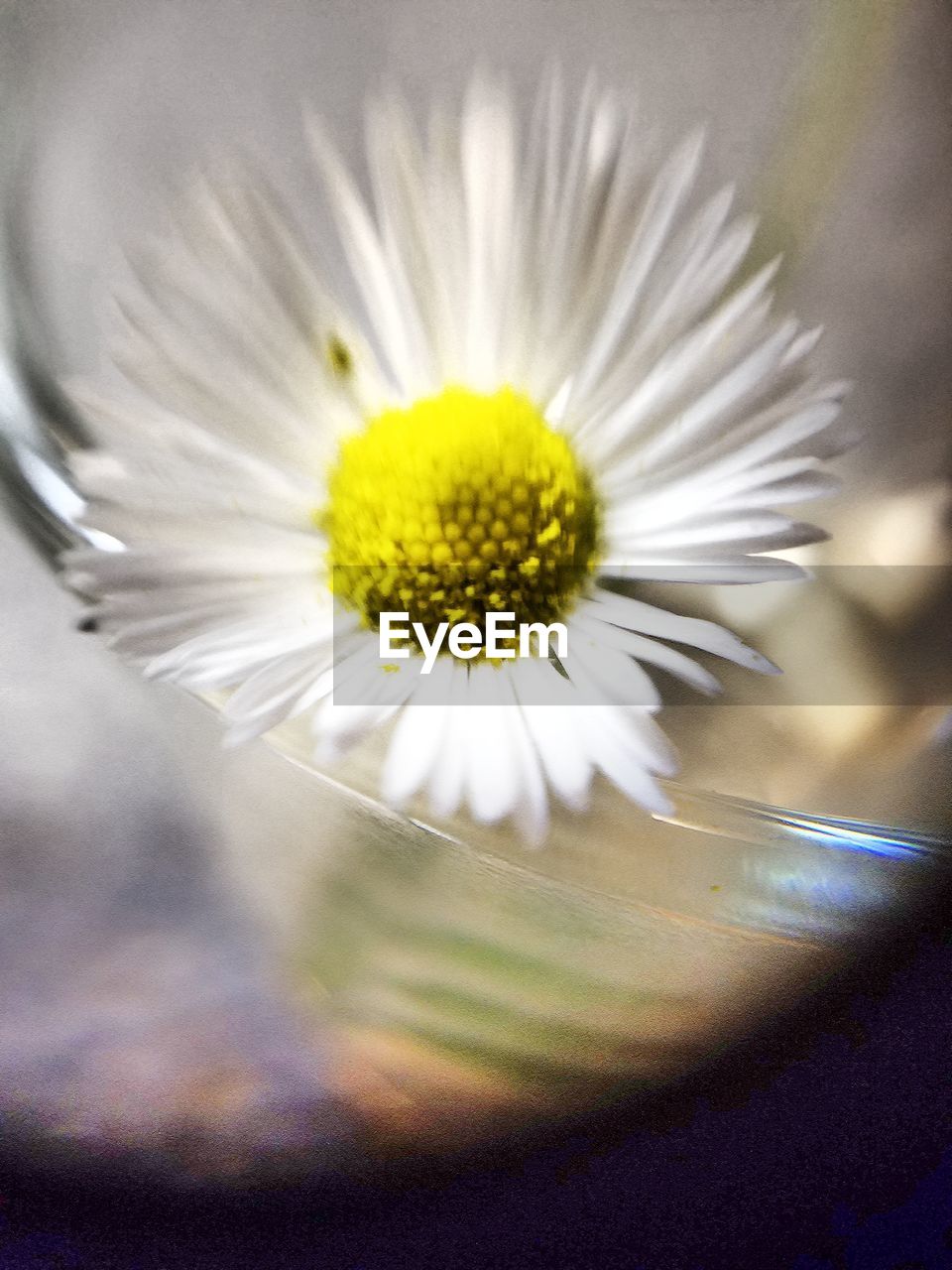 MACRO SHOT OF YELLOW FLOWER