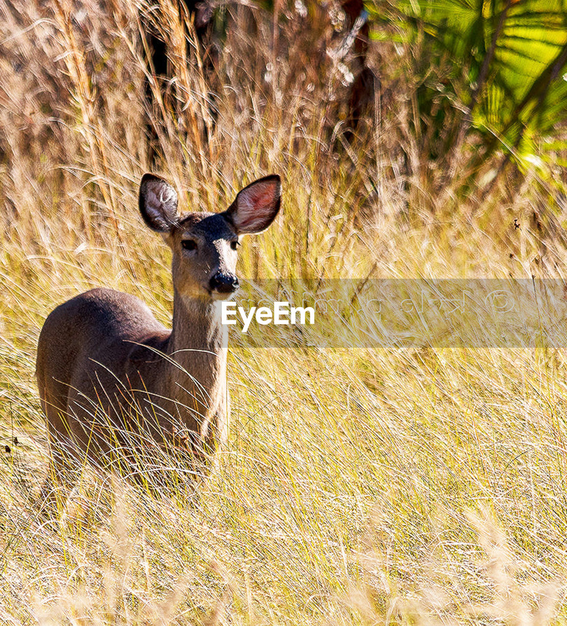 animal themes, animal, animal wildlife, wildlife, one animal, mammal, deer, plant, nature, portrait, no people, looking at camera, grass, day, land, outdoors, domestic animals, antelope, sunlight, field, herbivorous, prairie, beauty in nature, brown