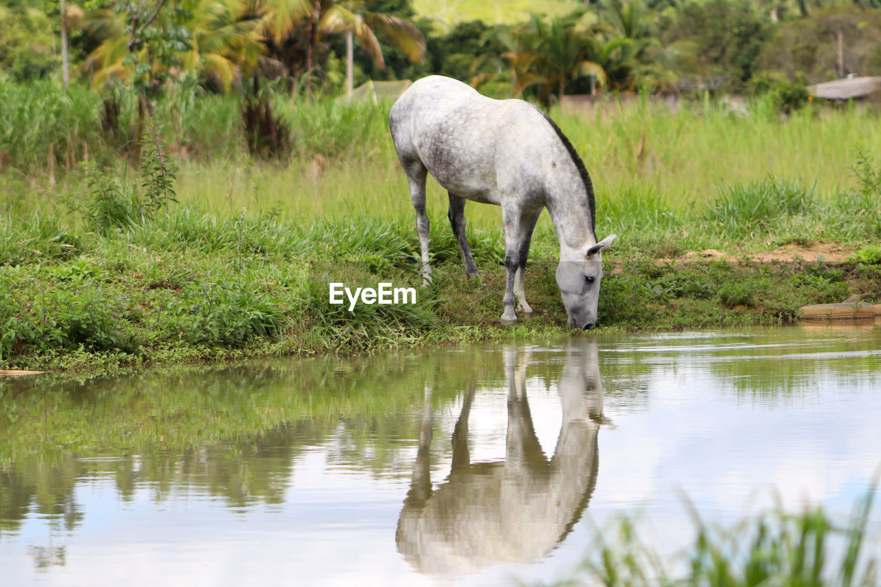 A gray mare grazing near the lake and its reflection in the water