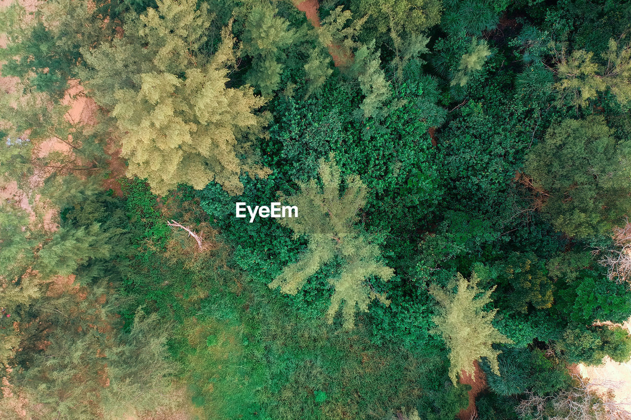 High angle view of trees in forest