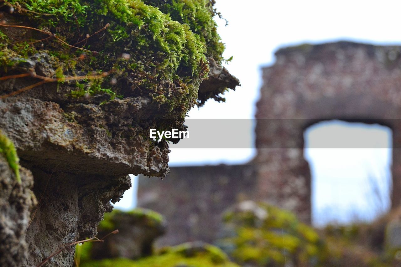 CLOSE-UP OF PLANT ON ROCKS