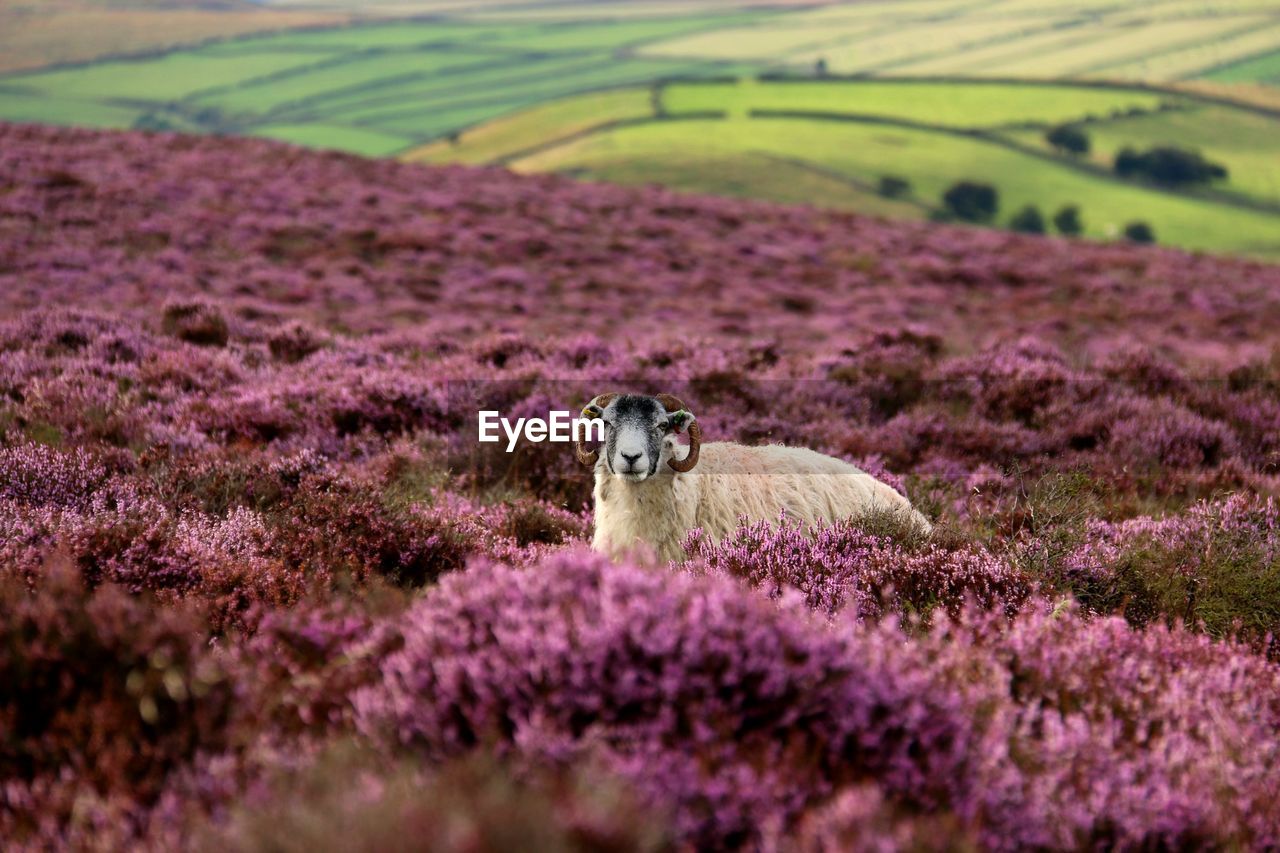 Portrait of sheep standing amidst plants on field