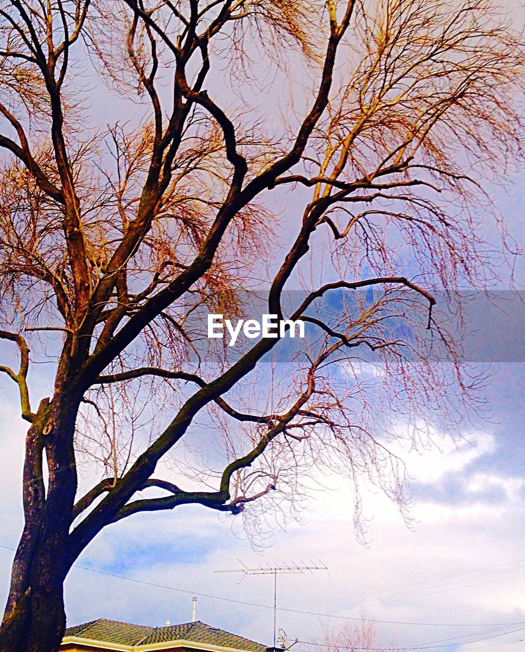 LOW ANGLE VIEW OF BARE TREE AGAINST THE SKY