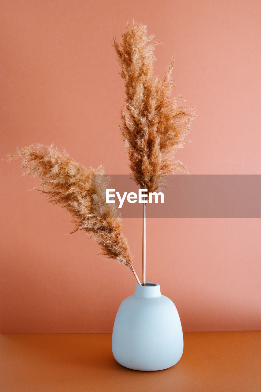 Simple clay vase with dry pampas grass placed on table on pink background in studio