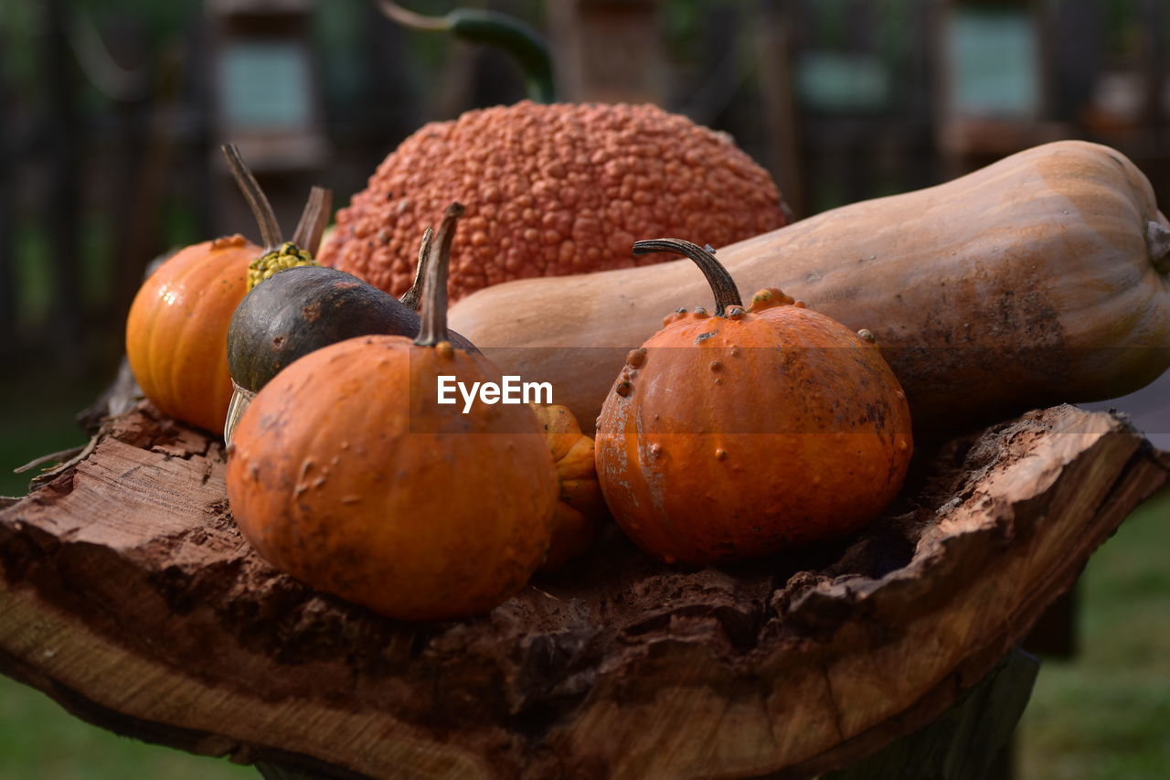 Pumpkin still life