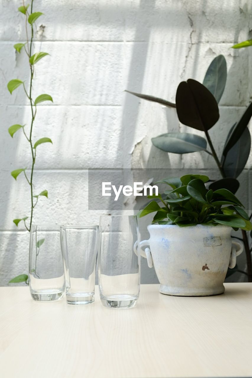 POTTED PLANTS ON TABLE AGAINST GLASS WALL