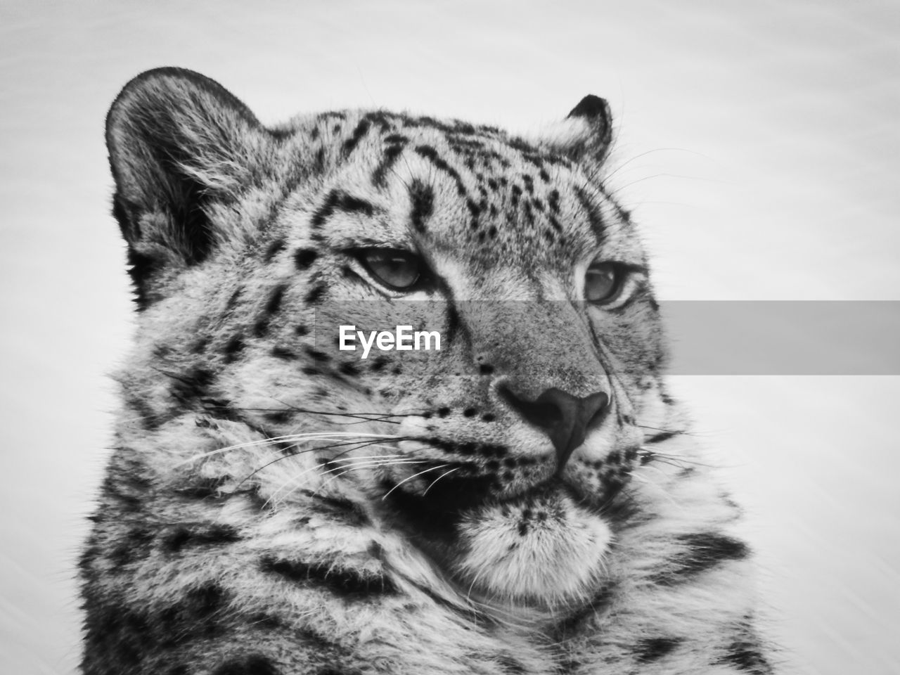 Close-up of a snow leopard 