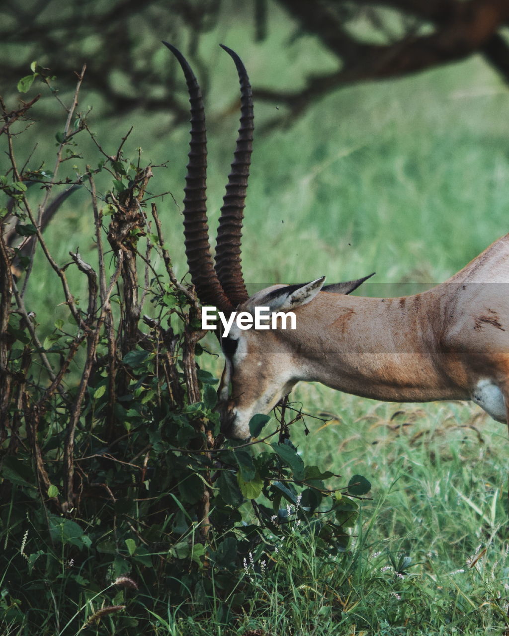 An antelope grazing at taita hills wildlife sanctuary, voi, kenya