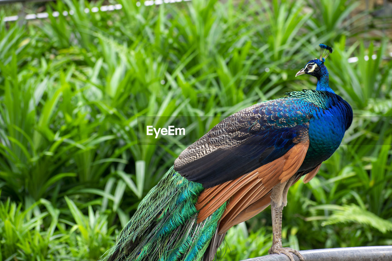 CLOSE-UP OF PEACOCK ON FIELD