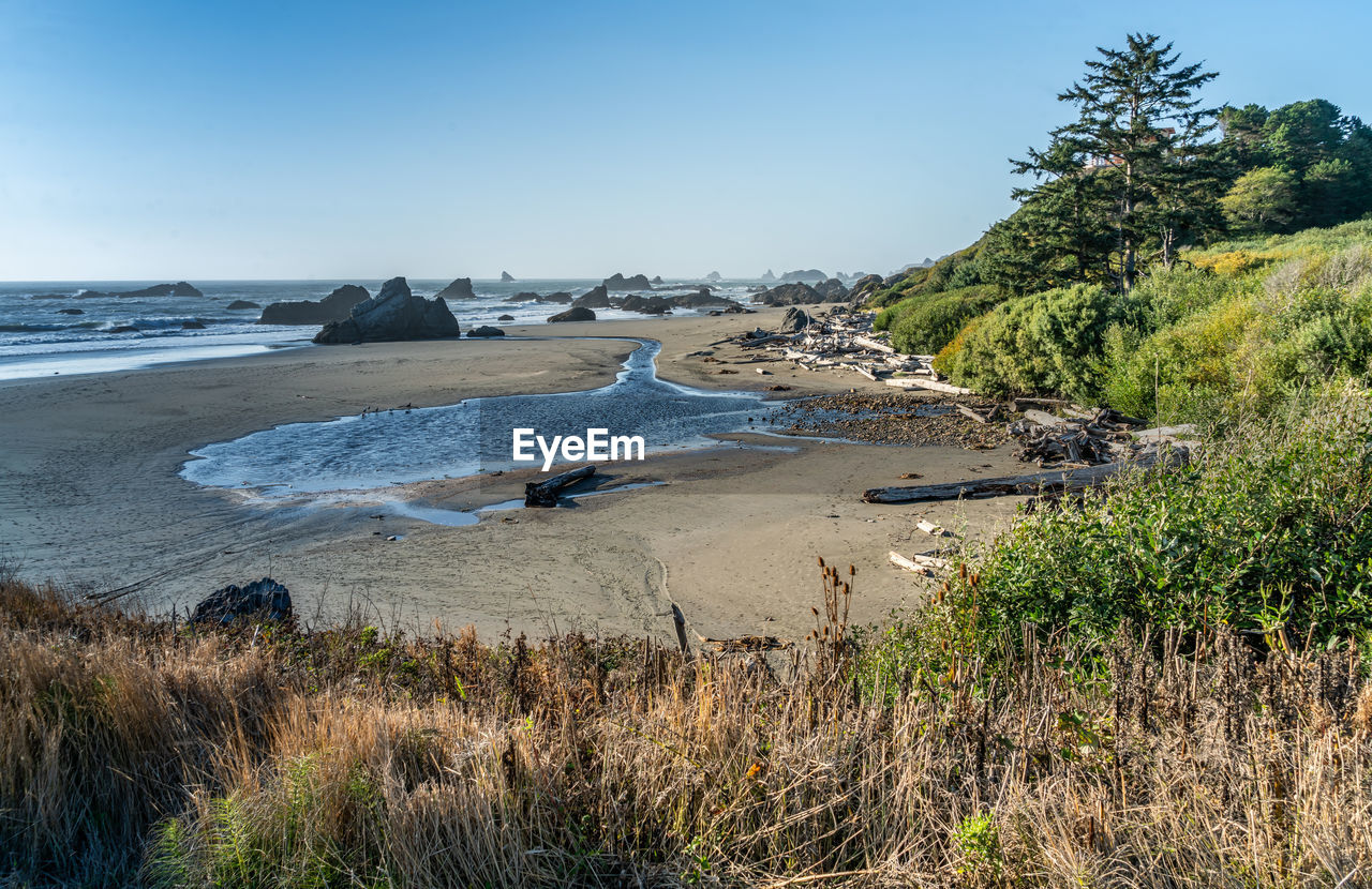 A scenic view of harris state park in brookings, oregon.