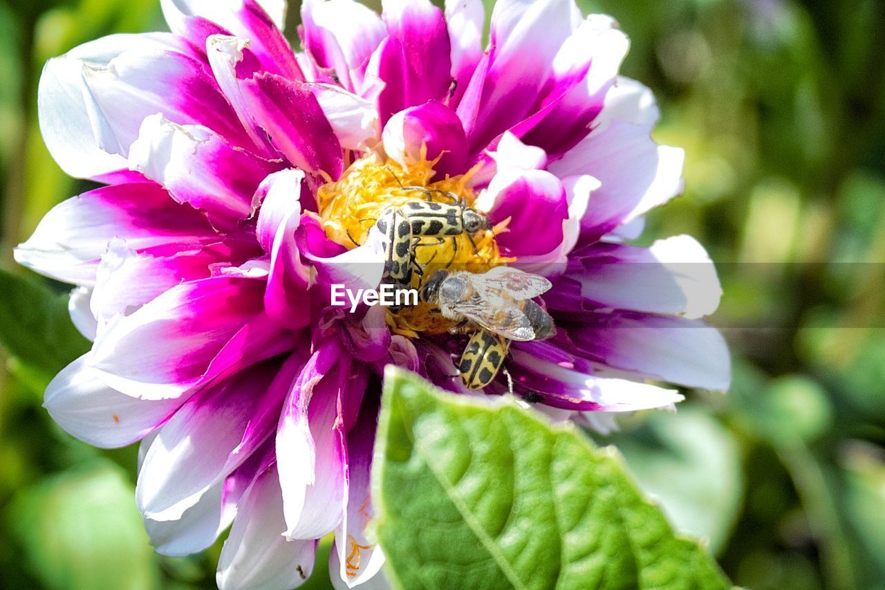 High angle view of insects pollinating on pink flower