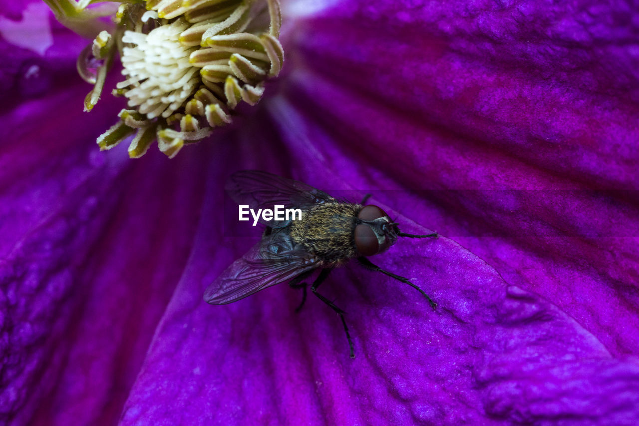 CLOSE-UP OF INSECT ON FLOWER