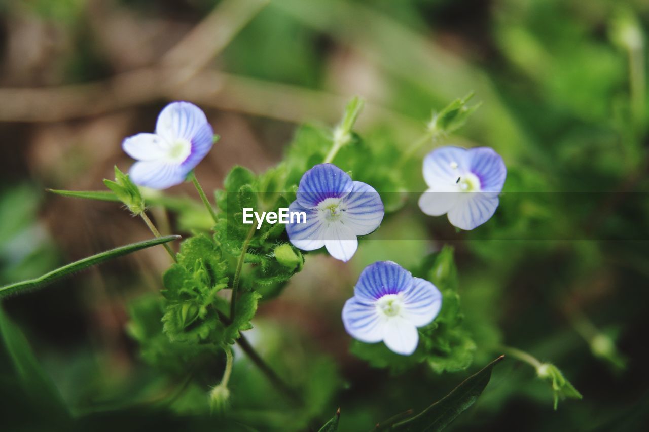 CLOSE-UP VIEW OF PURPLE FLOWERING PLANT