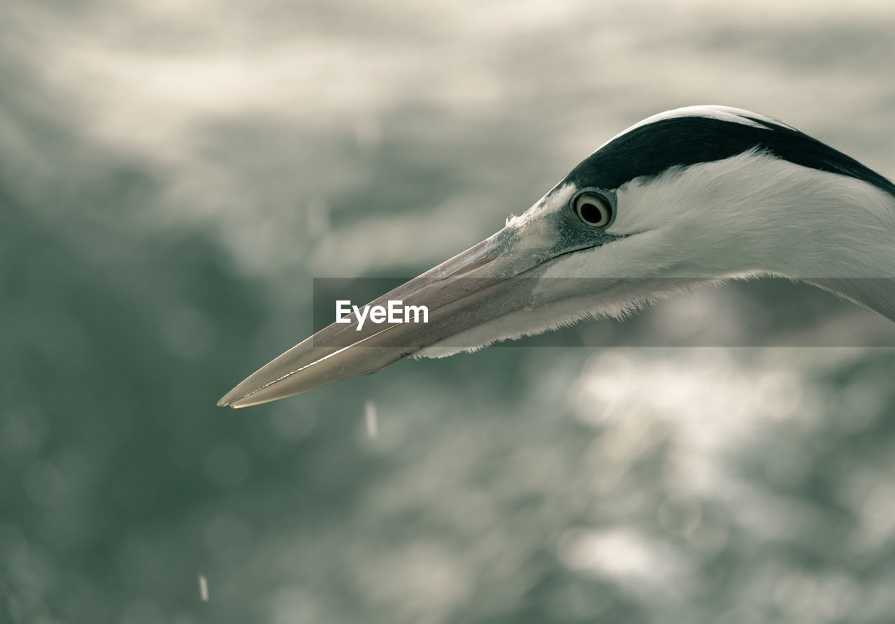 Close-up of gray heron looking away