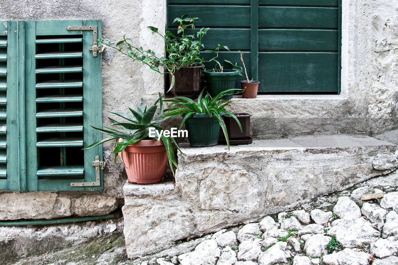 POTTED PLANT AGAINST BUILDING