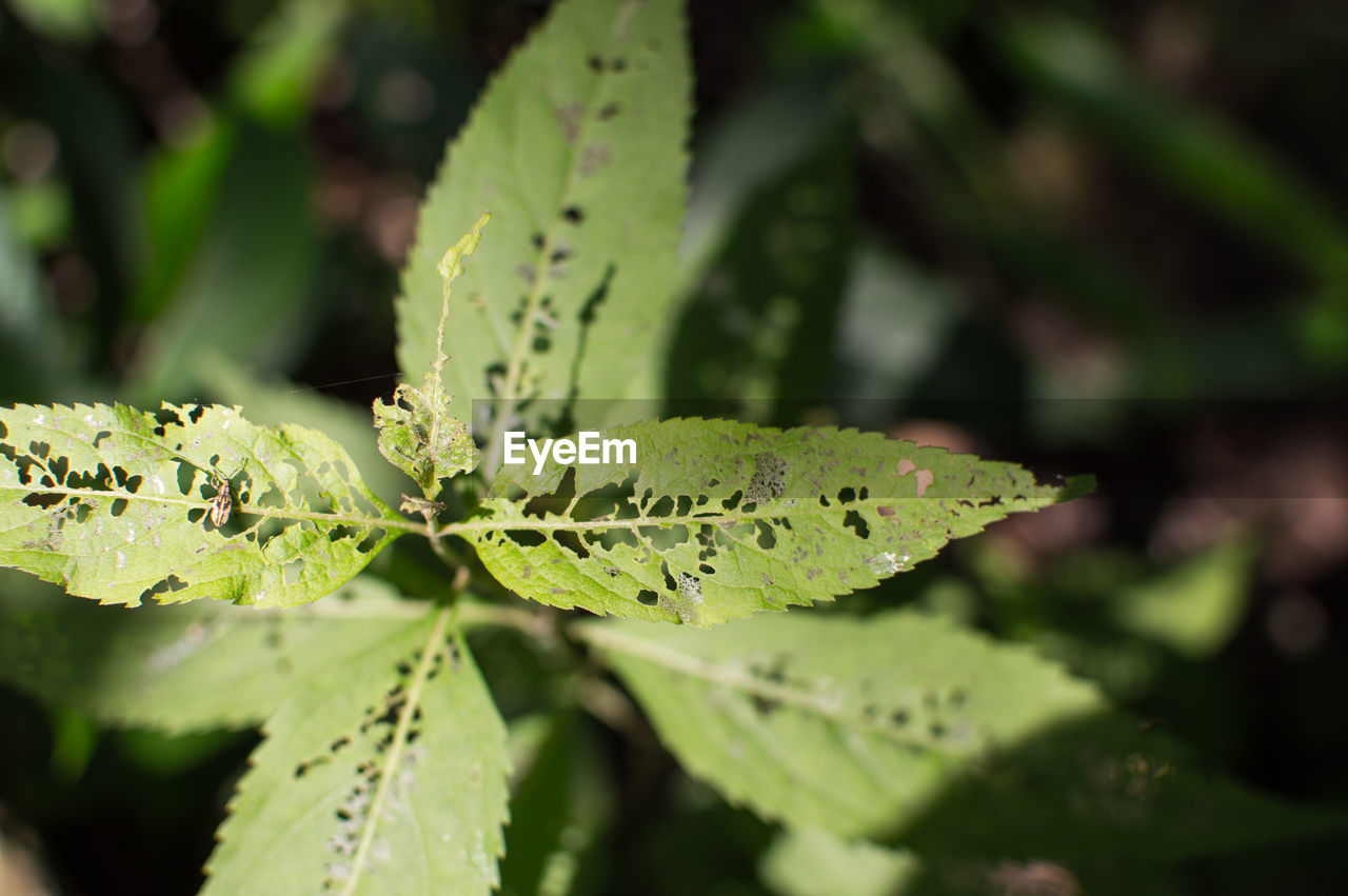 Close-up of wet plant leaves