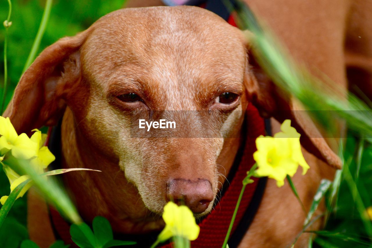 Close-up portrait of dog